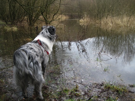 Freier Weiher